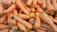 Lots of Carrots
